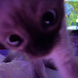 Meet your Posher, Sonya